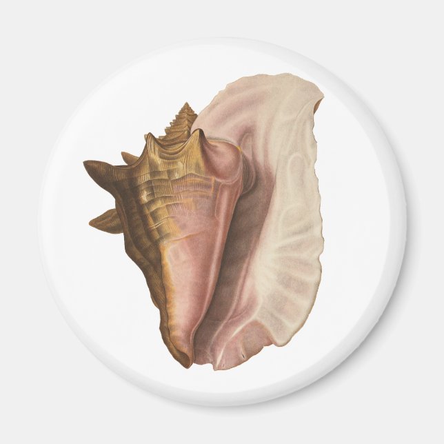 Imán Concha de concha reina, concha de mar, vida marina (Frente)