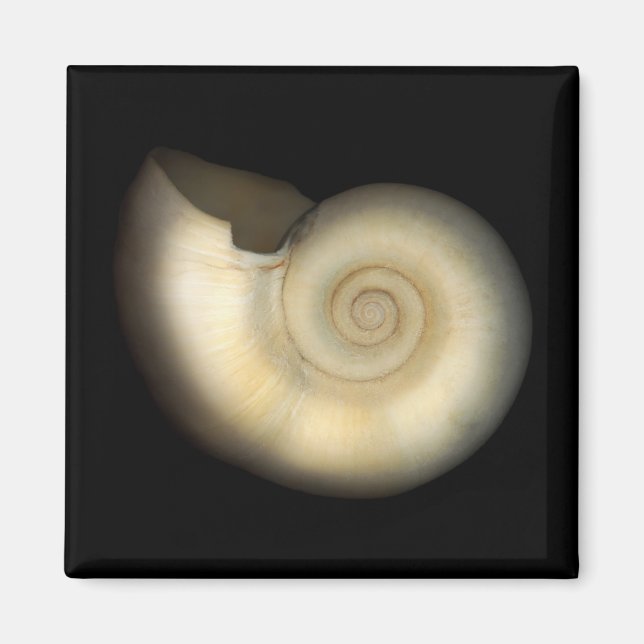 Imán Concha de Nautilus - Concología (Frente)