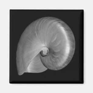 Imán Concha de nautilus en blanco y negro