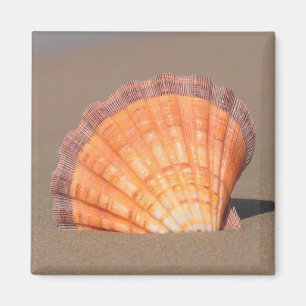 Imán Concha de peregrino el Shell  Creta, Grecia