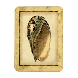 Imán Concha Rustica Vintage