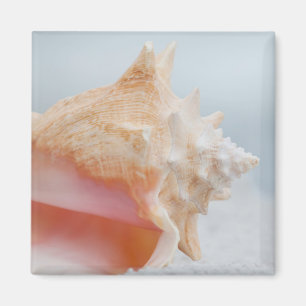 Imán Concha Shell el la Florida