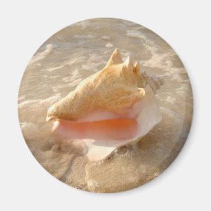 Imán Concha Shell en arena en la playa tropical