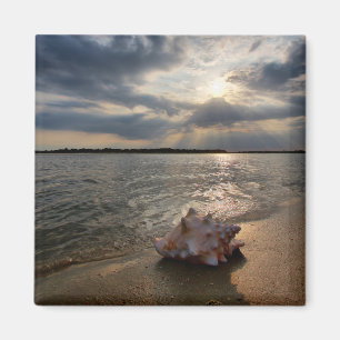 Imán Concha Shell en la playa el   St Augustine, la