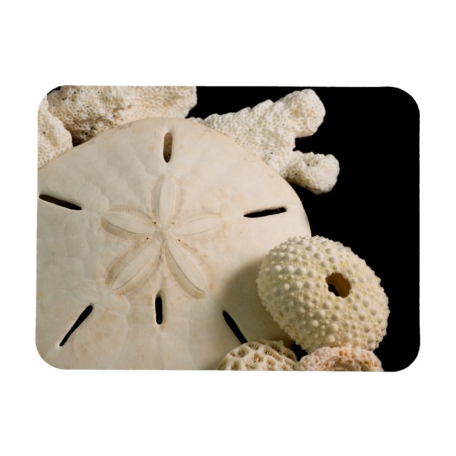 Imán Conchas Blancas De Mar Y Dólar De Arena (Horizontal)