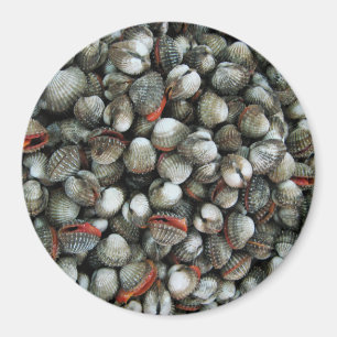 Imán Conchas de cucarachas de sangre