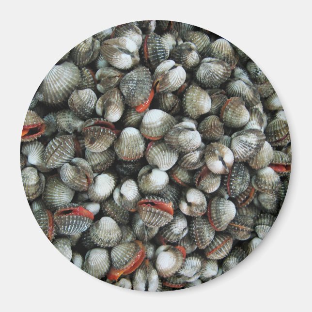 Imán Conchas de cucarachas de sangre (Frente)