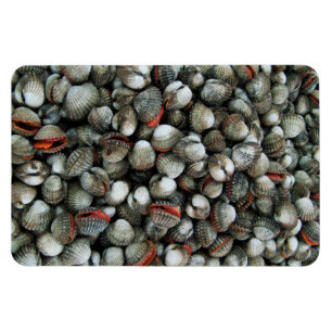 Imán Conchas de cucarachas de sangre