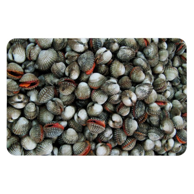 Imán Conchas de cucarachas de sangre (Horizontal)