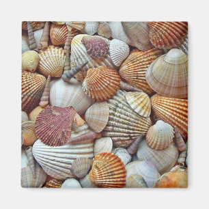Imán Conchas de mar