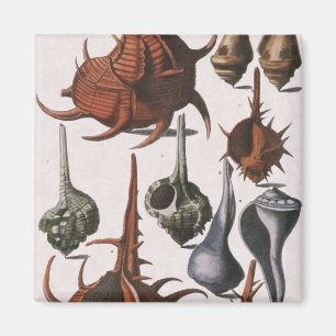 Imán Conchas de mar antiguas, vida marina, conchas de o