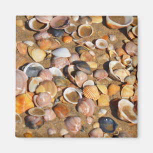 Imán Conchas En Una Playa De Arena Andalucía, España