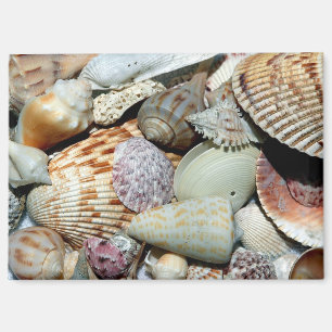 Imán Conchas recogidas de la playa Isla Sanibel Fl