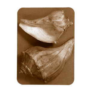 Imán Conchas sensuales