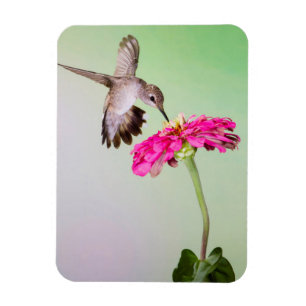 Imán Condado de Jeff Davis, Texas