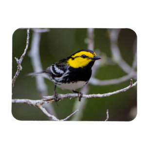 Imán Condado de Kinney, Texas. Warbler de mejillas dora