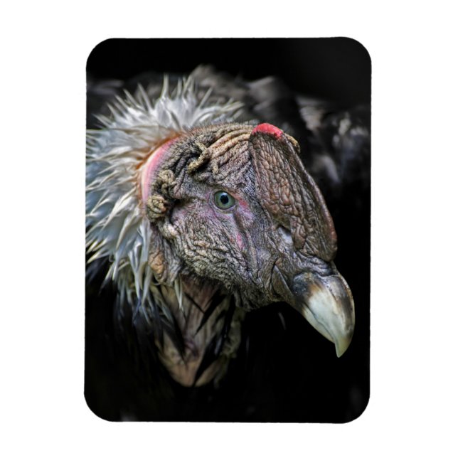 Imán Cóndor andino macho (Vertical)