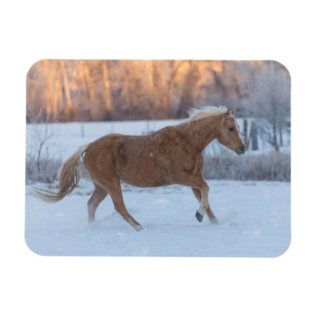 Imán Conducción de caballos en invierno en Hideout Ranc (Horizontal)