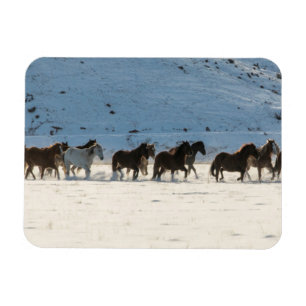 Imán Conducción de caballos en invierno en Hideout Ranc