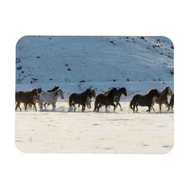 Imán Conducción de caballos en invierno en Hideout Ranc (Horizontal)