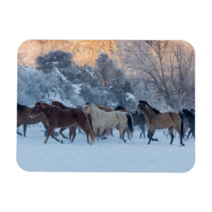 Imán Conducción de caballos en invierno en Hideout Ranc