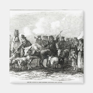 Imán Conducción del ganado para el alquiler