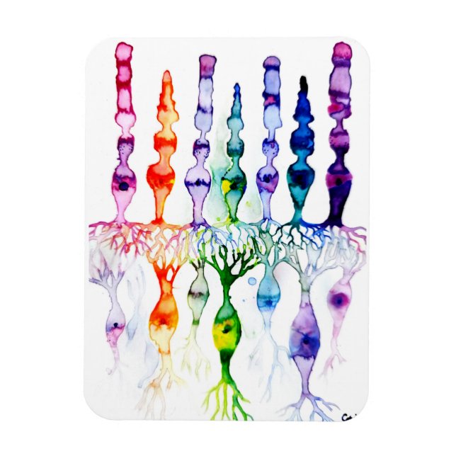 Imán Cone cells rod cells and bipolar neurond of retina (Vertical)