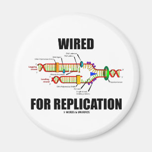 Imán Conectado Para La Replicación (Replicación De ADN)