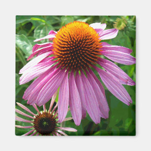 Imán Coneflowers púrpura