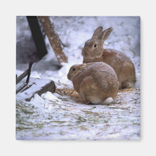 Imán Conejitos de la nieve