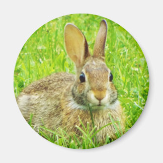Imán conejo