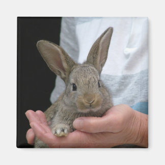 Imán conejo