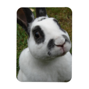 Imán Conejo Adorable
