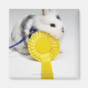 Imán Conejo blanco y negro con correa azul con amarillo