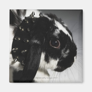 Imán Conejo blanco y negro con el cuello tachonado