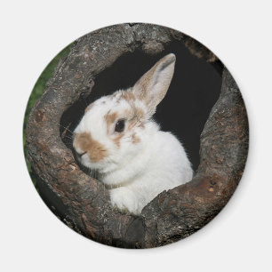 Imán Conejo capítulo