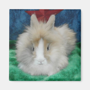 Imán Conejo conejo conejito fluffy Lionhead