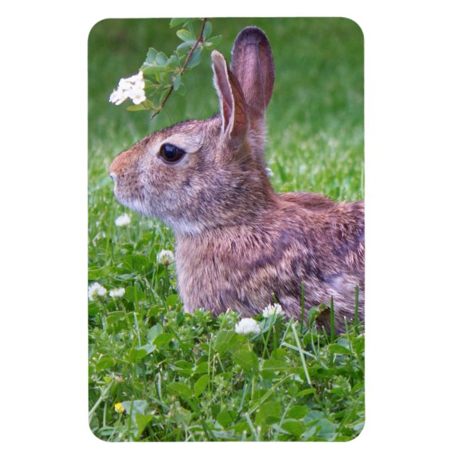 Imán Conejo conejo conejo en fotografía de animal de hi (Vertical)