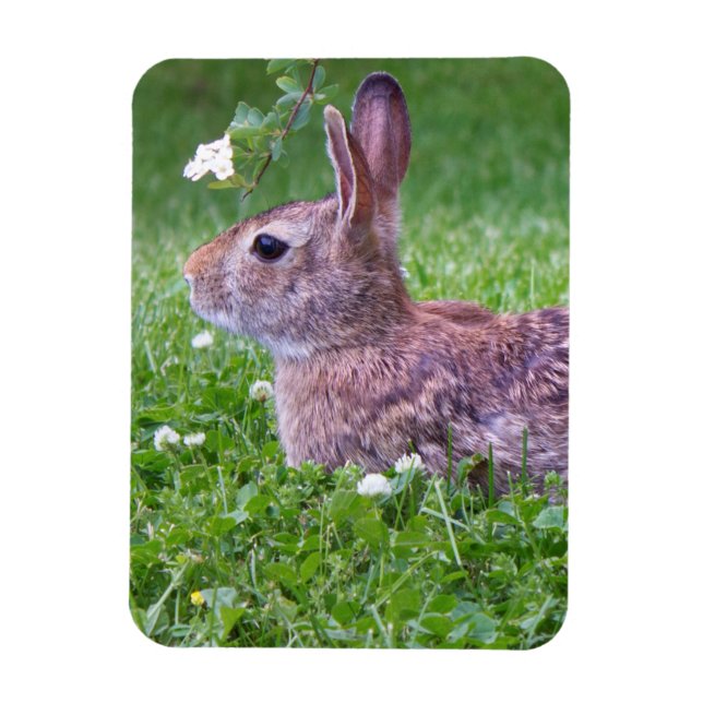 Imán Conejo conejo conejo en fotografía de animal de hi (Vertical)