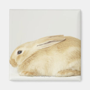 Imán Conejo de conejito beige en el fondo blanco 4