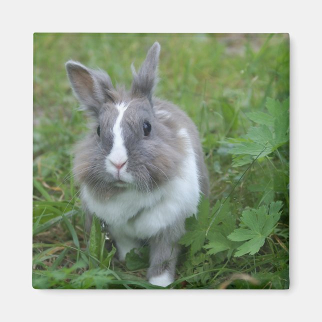 Imán Conejo de conejo (Frente)