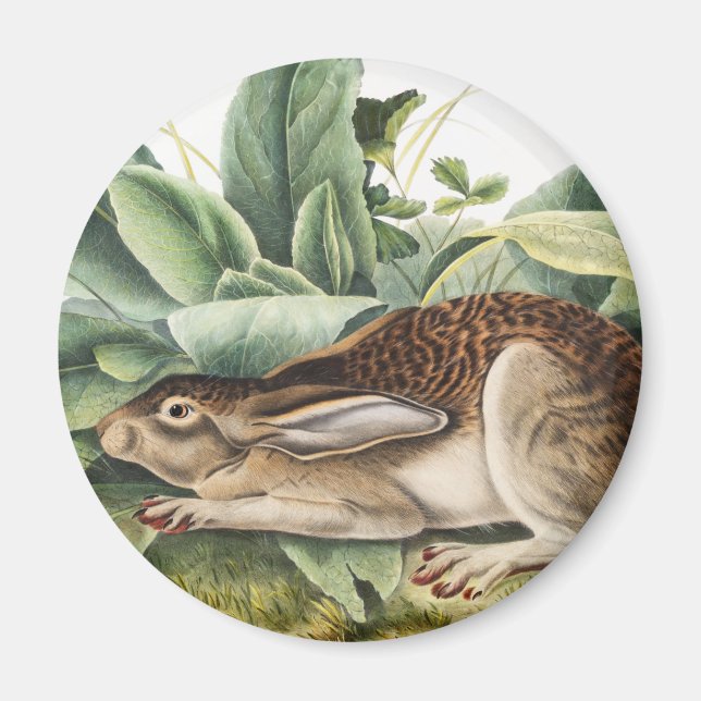 Imán Conejo de liebre de cola negra (Lepus negricaudatu (Frente)