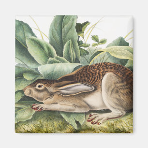 Imán Conejo de liebre de cola negra (Lepus negricaudatu