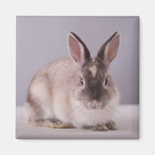 Imán conejo, fondo simple, animal, tabla blanca,