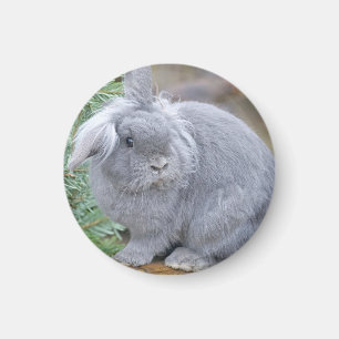 Imán Conejo gris liso
