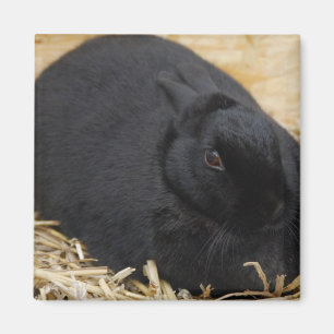 Imán Conejo negro