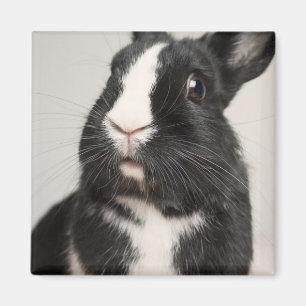 Imán Conejo negro y blanco asustado