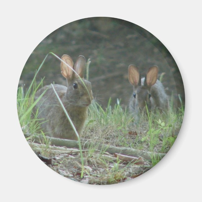 Imán Conejos Salvajes Pareja de Conejo de Cola de Algod (Frente)