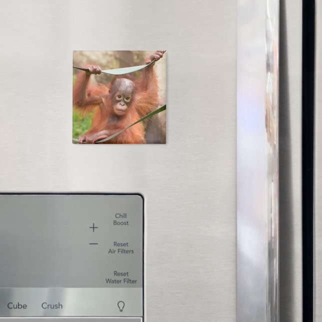 Imán Conexión de cría de orangután (In situ (nevera))