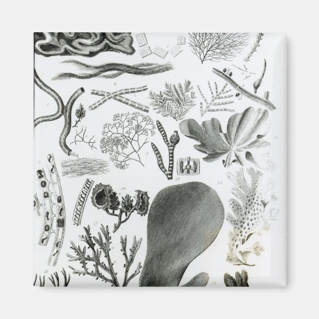 Imán Conferra Fucus (Frente)